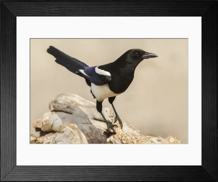 Framed Print : Picture No. 11806799 Framed Print : Picture No. 11806799