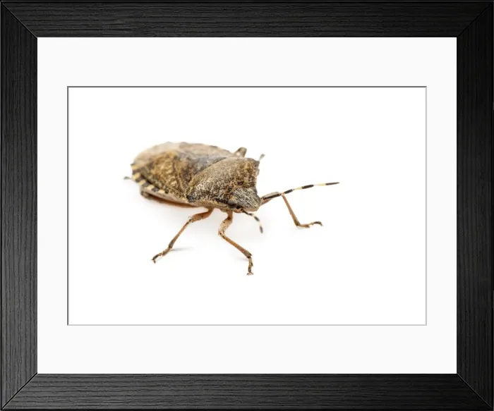 Framed Print : Picture No. 11806801 Framed Print : Picture No. 11806801