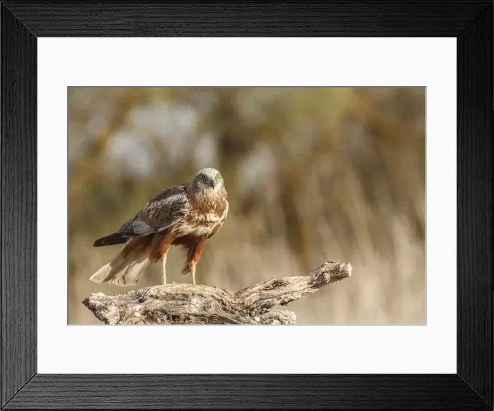 Framed Print : Picture No. 11806800 Framed Print : Picture No. 11806800