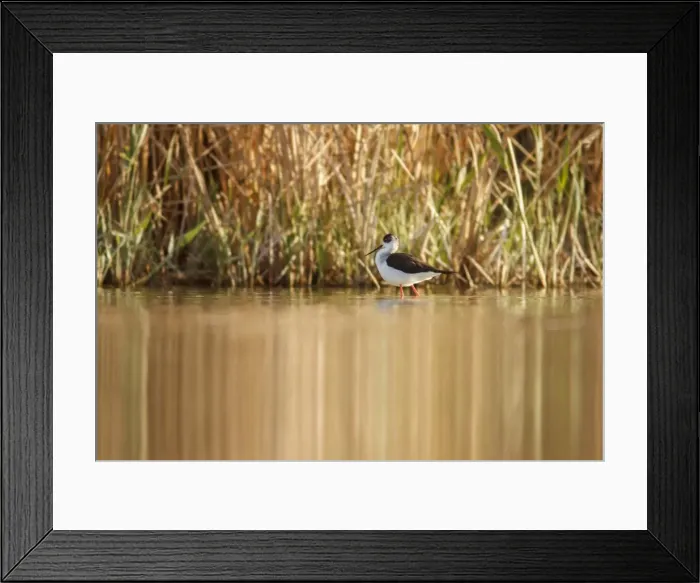 Framed Print : Picture No. 11806802 Framed Print : Picture No. 11806802