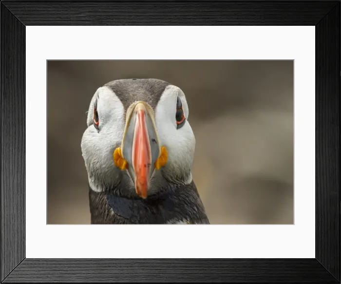Framed Print : Picture No. 11806803 Framed Print : Picture No. 11806803