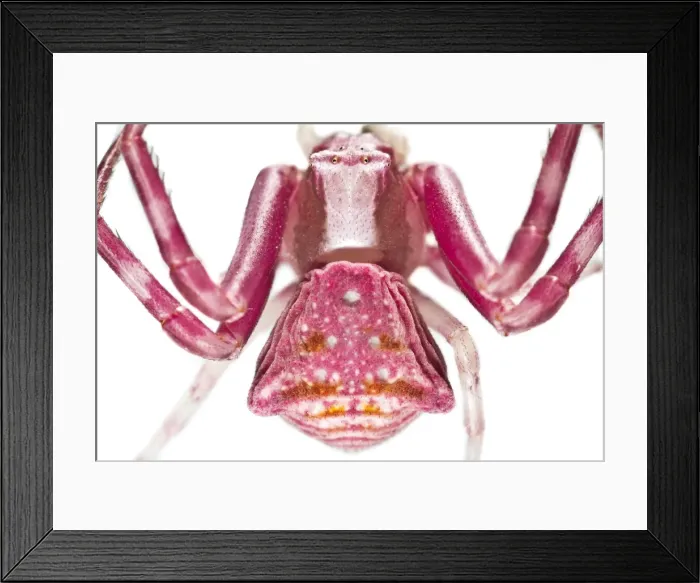 Framed Print : Picture No. 11806804 Framed Print : Picture No. 11806804