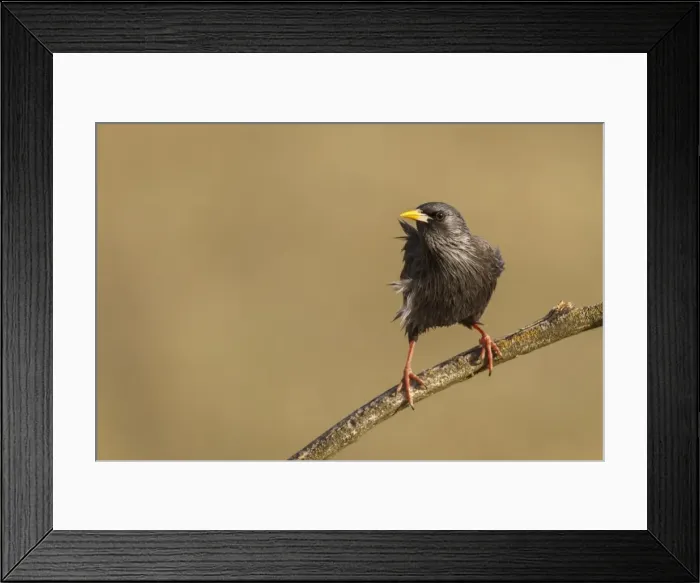 Framed Print : Picture No. 11806805 Framed Print : Picture No. 11806805