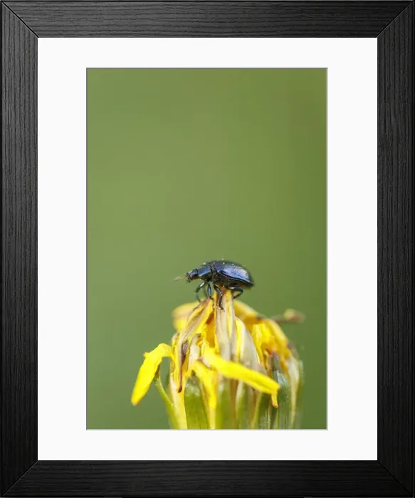 Framed Print : Picture No. 11806806 Framed Print : Picture No. 11806806