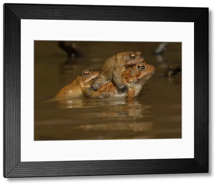 Framed Print : Picture No. 11806807 Framed Print : Picture No. 11806807