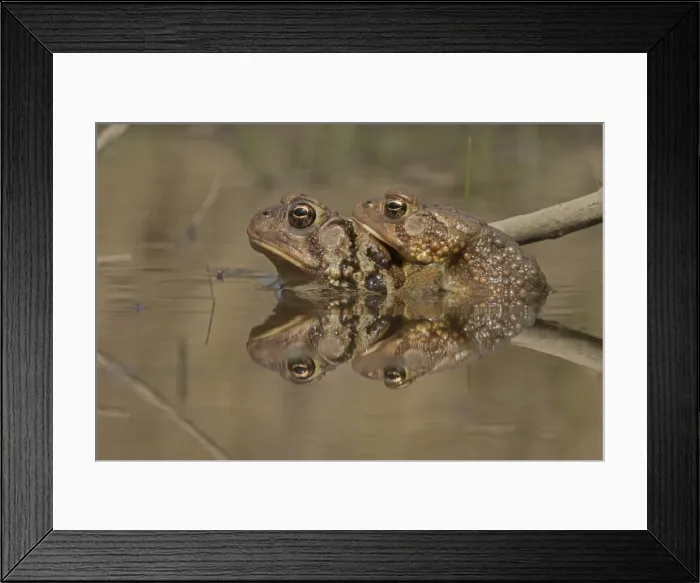 Framed Print : Picture No. 11806808 Framed Print : Picture No. 11806808