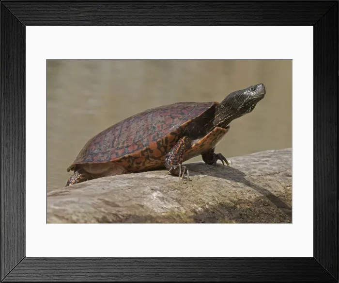 Framed Print : Picture No. 11806809 Framed Print : Picture No. 11806809