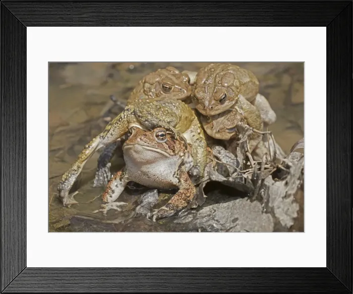 Framed Print : Picture No. 11806810 Framed Print : Picture No. 11806810
