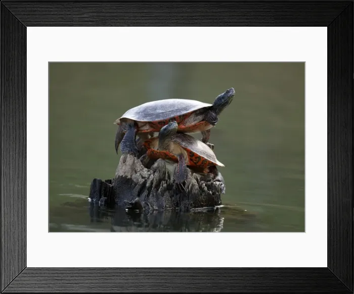 Framed Print : Picture No. 11806811 Framed Print : Picture No. 11806811