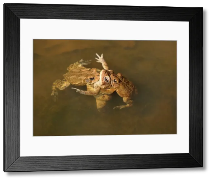 Framed Print : Picture No. 11806812 Framed Print : Picture No. 11806812