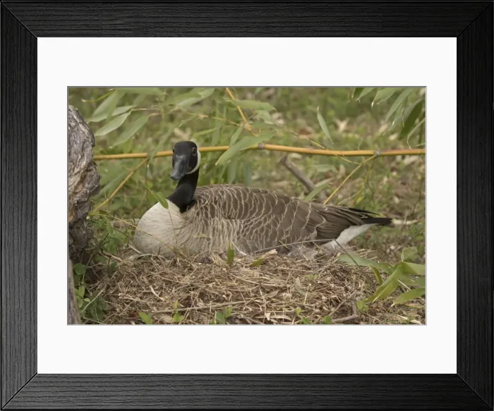 Framed Print : Picture No. 11806814 Framed Print : Picture No. 11806814