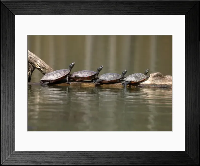 Framed Print : Picture No. 11806815 Framed Print : Picture No. 11806815