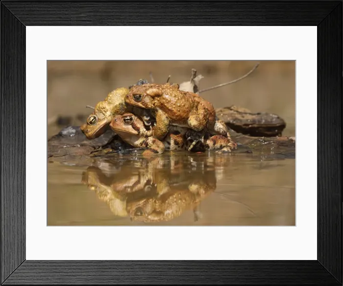 Framed Print : Picture No. 11806817 Framed Print : Picture No. 11806817