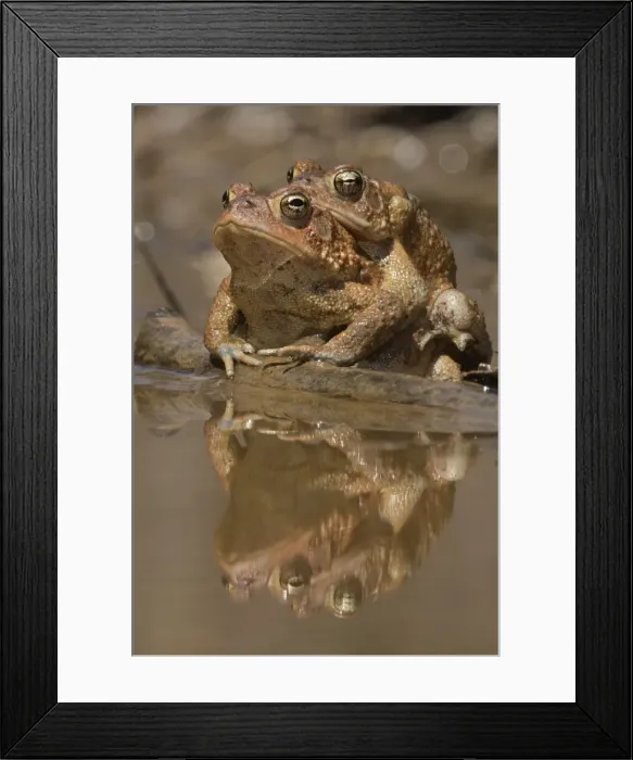 Framed Print : Picture No. 11806818 Framed Print : Picture No. 11806818