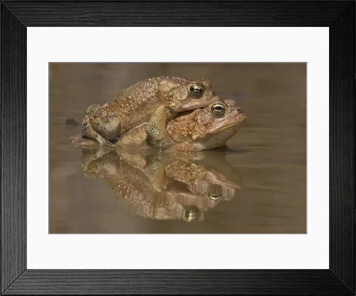 Framed Print : Picture No. 11806819 Framed Print : Picture No. 11806819