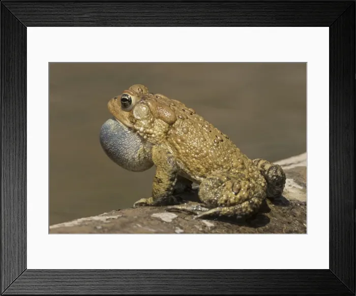 Framed Print : Picture No. 11806820 Framed Print : Picture No. 11806820