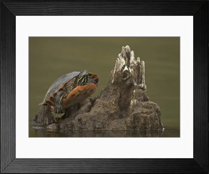 Framed Print : Picture No. 11806822 Framed Print : Picture No. 11806822