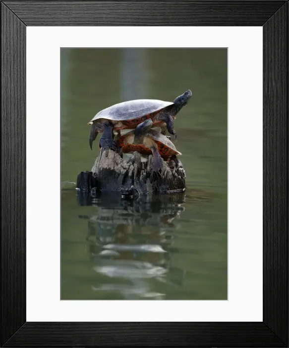 Framed Print : Picture No. 11806823 Framed Print : Picture No. 11806823