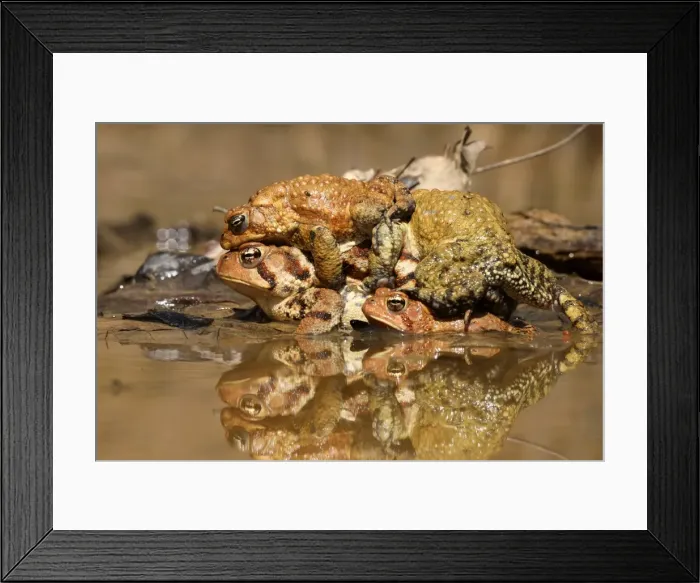 Framed Print : Picture No. 11806824 Framed Print : Picture No. 11806824