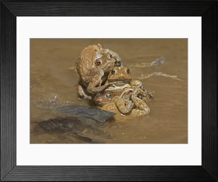 Framed Print : Picture No. 11806825 Framed Print : Picture No. 11806825
