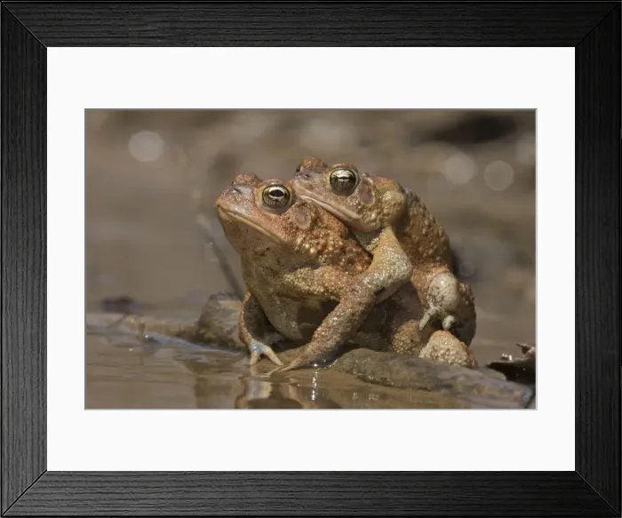 Framed Print : Picture No. 11806826 Framed Print : Picture No. 11806826