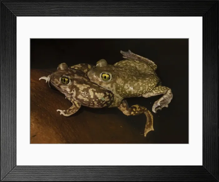 Framed Print : Picture No. 11806829 Framed Print : Picture No. 11806829