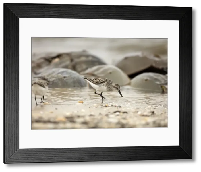 Framed Print : Picture No. 11806831 Framed Print : Picture No. 11806831