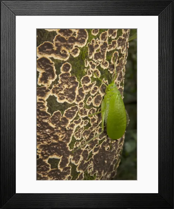Framed Print : Picture No. 11806832 Framed Print : Picture No. 11806832