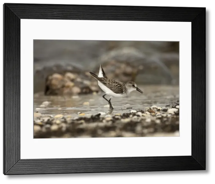 Framed Print : Picture No. 11806833 Framed Print : Picture No. 11806833