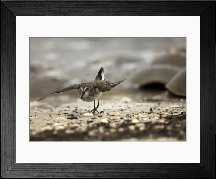 Framed Print : Picture No. 11806834 Framed Print : Picture No. 11806834