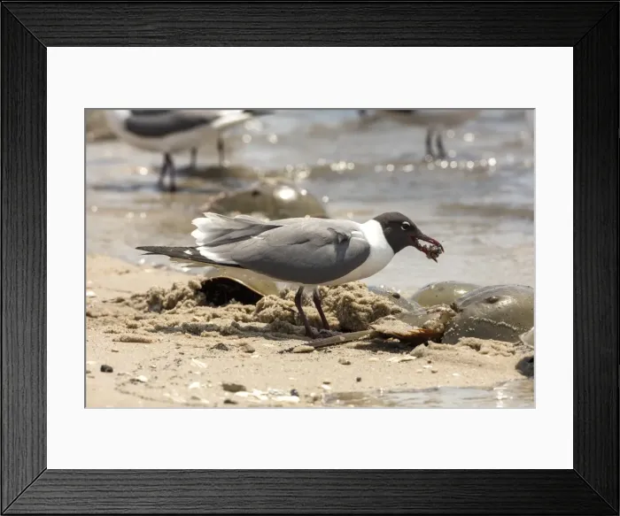 Framed Print : Picture No. 11806835 Framed Print : Picture No. 11806835