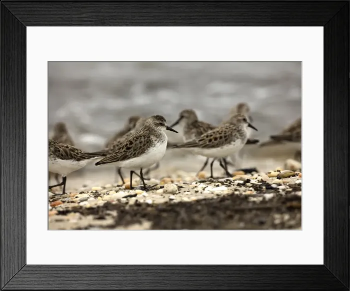 Framed Print : Picture No. 11806837 Framed Print : Picture No. 11806837
