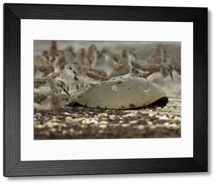 Framed Print : Picture No. 11806838 Framed Print : Picture No. 11806838