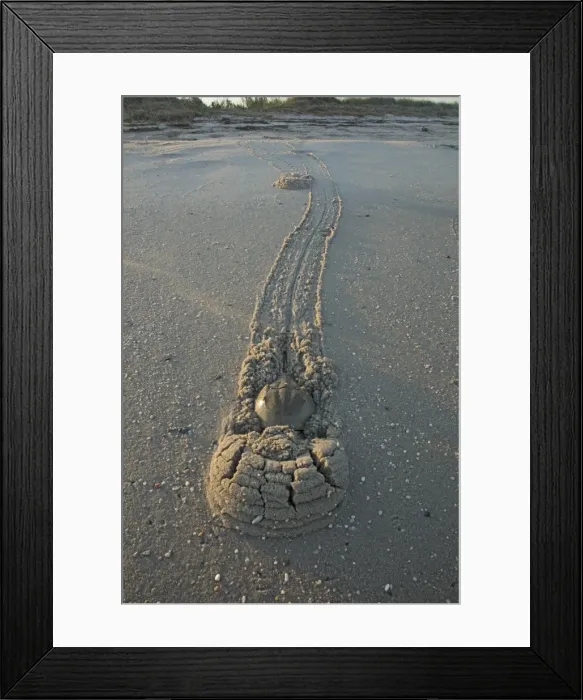 Framed Print : Picture No. 11806839 Framed Print : Picture No. 11806839