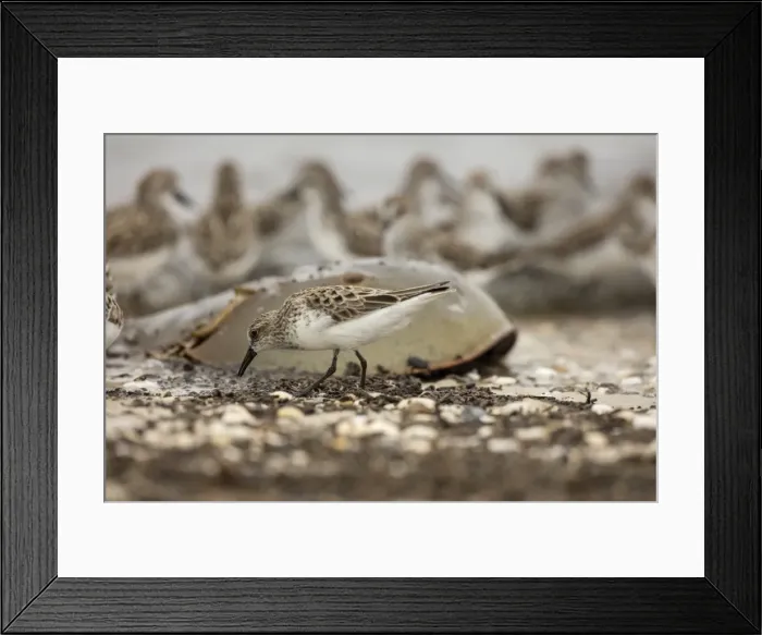 Framed Print : Picture No. 11806842 Framed Print : Picture No. 11806842