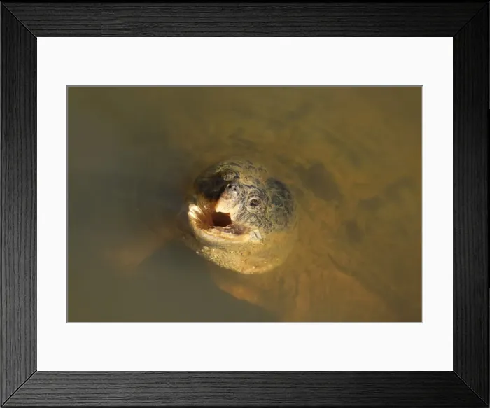 Framed Print : Picture No. 11806844 Framed Print : Picture No. 11806844