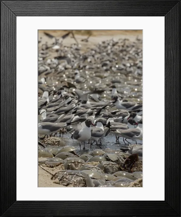 Framed Print : Picture No. 11806845 Framed Print : Picture No. 11806845