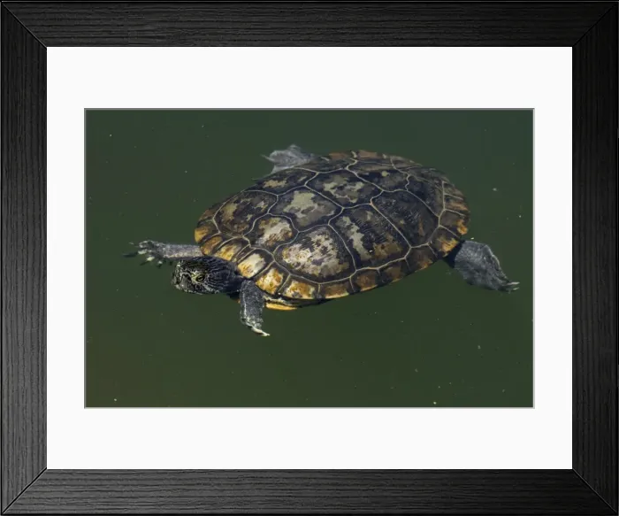 Framed Print : Picture No. 11806849 Framed Print : Picture No. 11806849