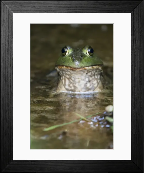 Framed Print : Picture No. 11806848 Framed Print : Picture No. 11806848