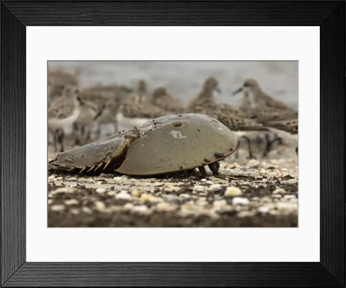 Framed Print : Picture No. 11806851 Framed Print : Picture No. 11806851