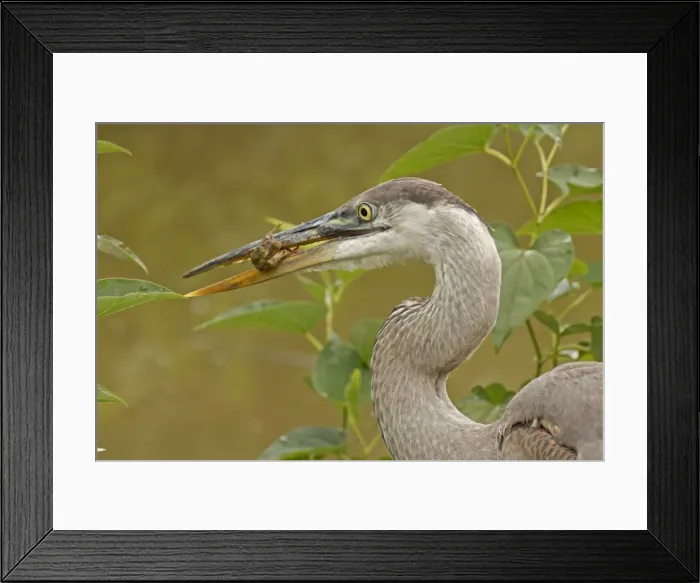 Framed Print : Picture No. 11806852 Framed Print : Picture No. 11806852