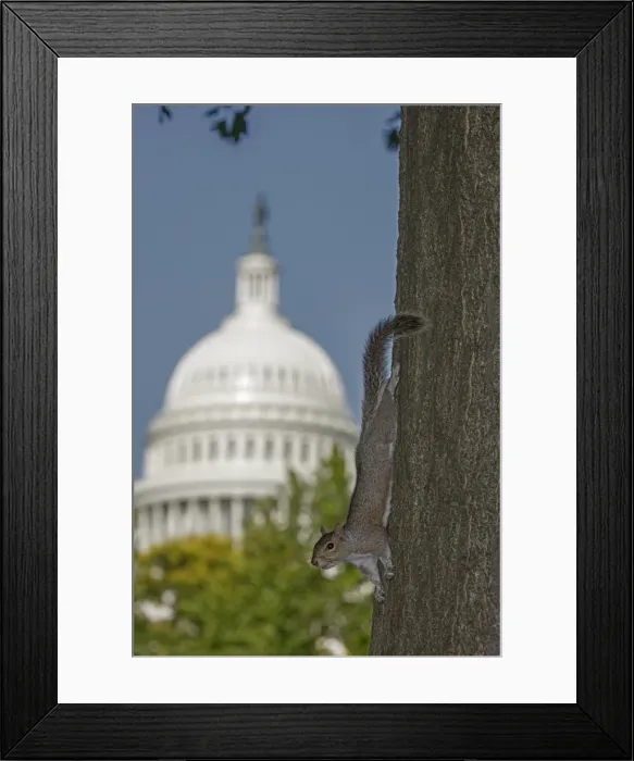 Framed Print : Picture No. 11806855 Framed Print : Picture No. 11806855