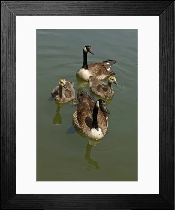 Framed Print : Picture No. 11806856 Framed Print : Picture No. 11806856