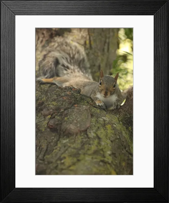 Framed Print : Picture No. 11806857 Framed Print : Picture No. 11806857