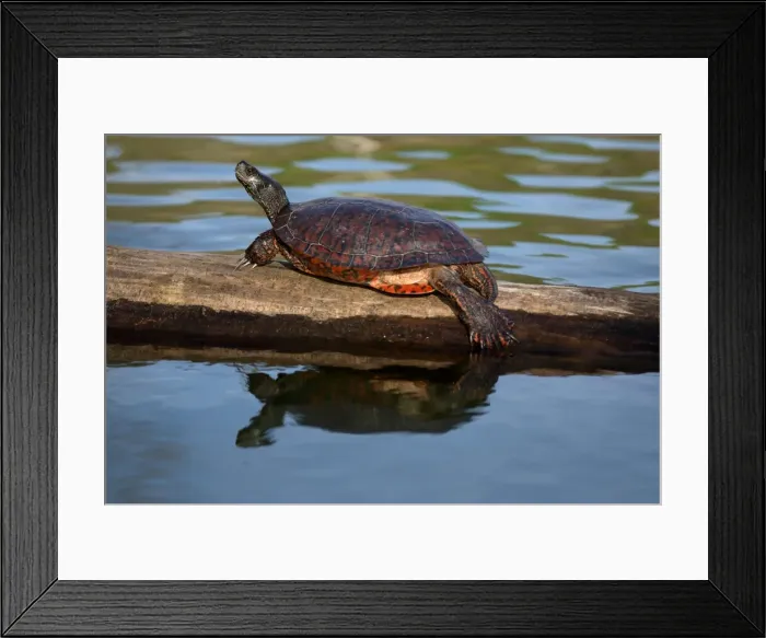 Framed Print : Picture No. 11806858 Framed Print : Picture No. 11806858