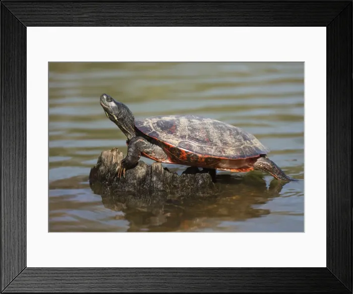 Framed Print : Picture No. 11806859 Framed Print : Picture No. 11806859