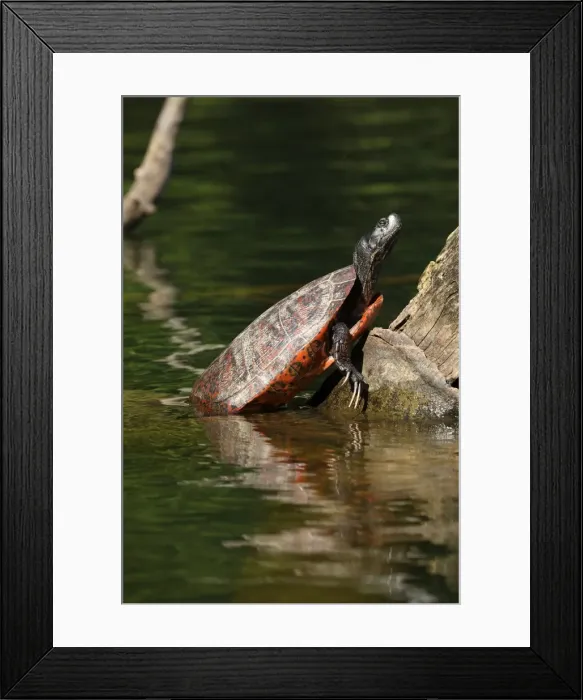 Framed Print : Picture No. 11806860 Framed Print : Picture No. 11806860