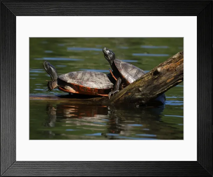 Framed Print : Picture No. 11806862 Framed Print : Picture No. 11806862