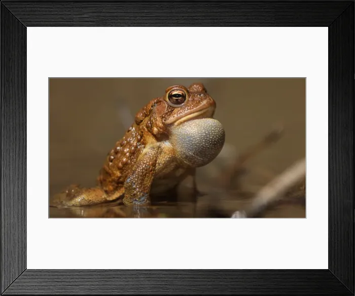 Framed Print : Picture No. 11806863 Framed Print : Picture No. 11806863