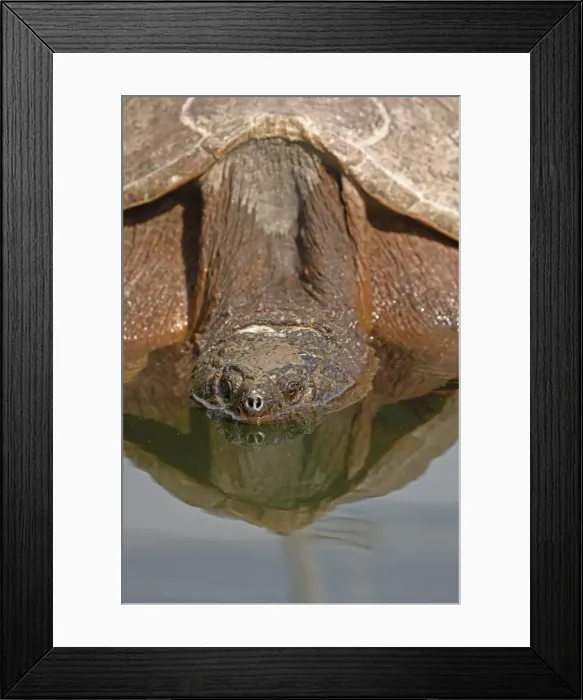 Framed Print : Picture No. 11806864 Framed Print : Picture No. 11806864